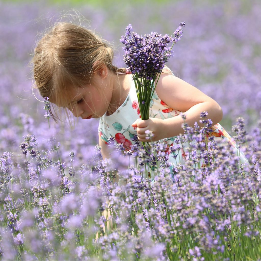 Lavender and the girl